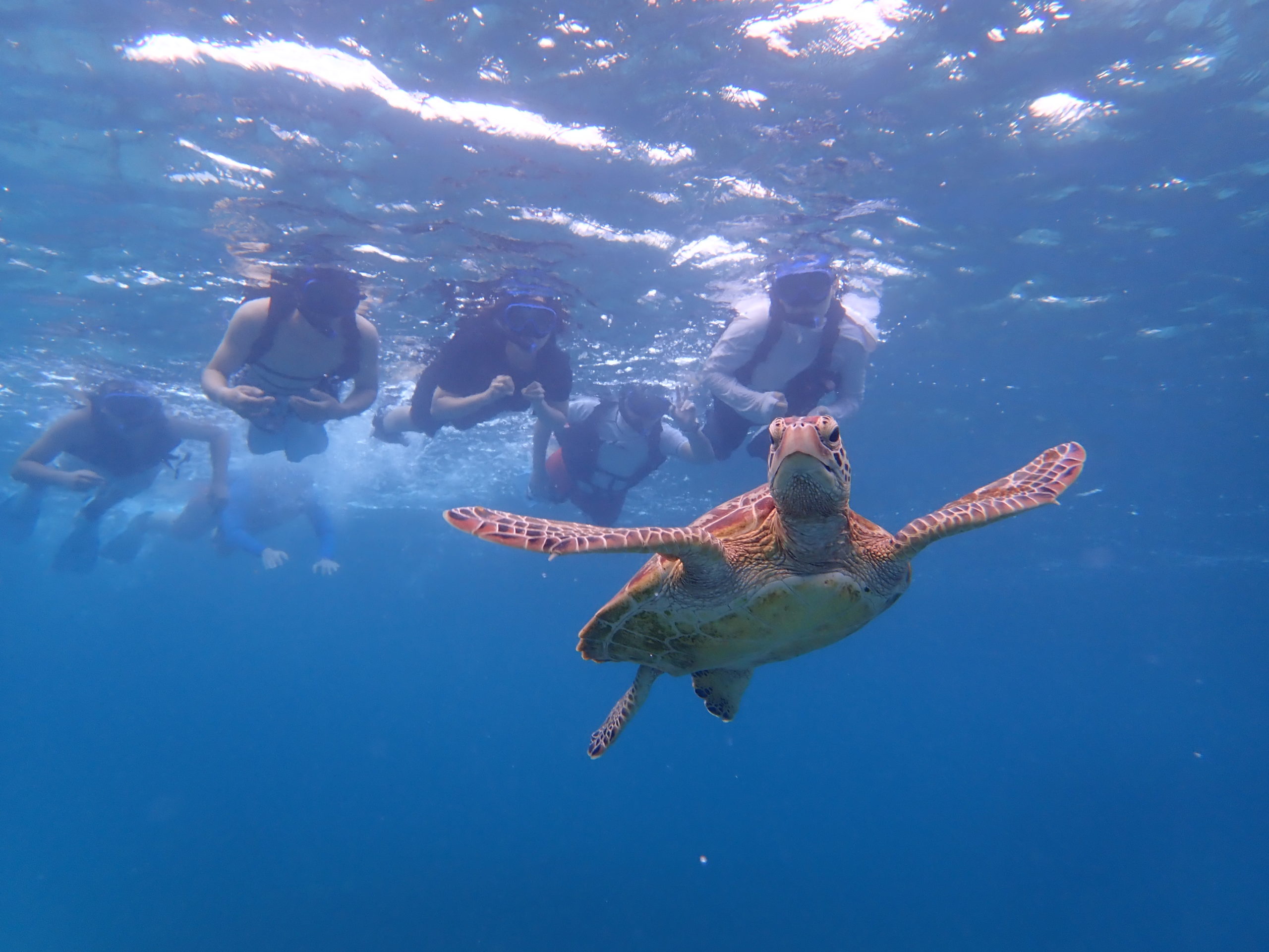 半日 世界有数の遭遇率 宮古島ウミガメシュノーケリングツアー 宮古島 Adventure Pipi ピピ