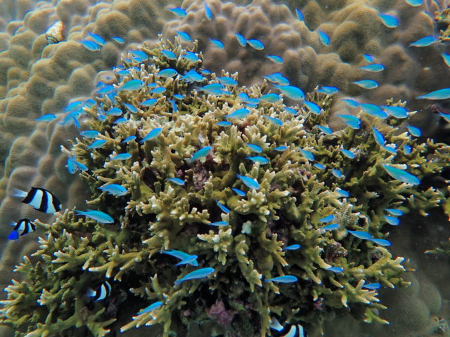 宮古島　サンゴ礁　青い魚たち