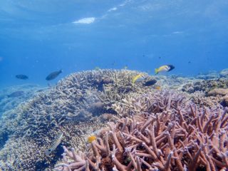 天然の水族館体験！宮古島トロピカルシュノーケリング