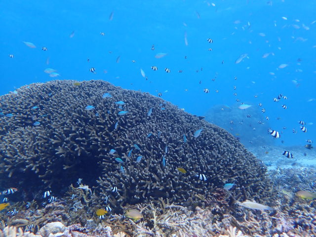 宮古島の海　サンゴ礁