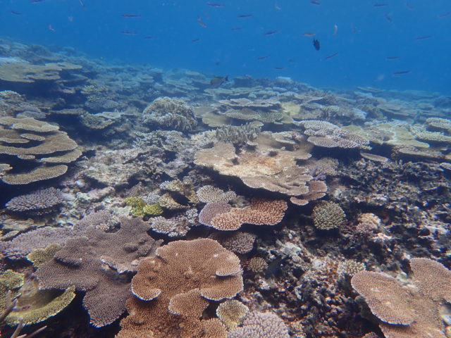 八千重瀬のサンゴ