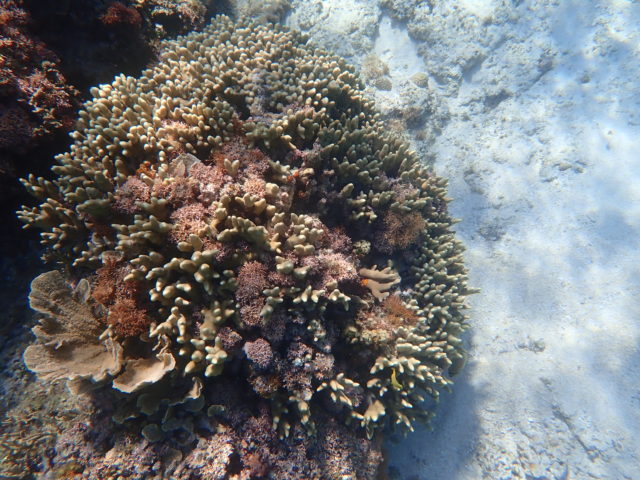 サンゴの種類 宮古島 Adventure Pipi ピピ