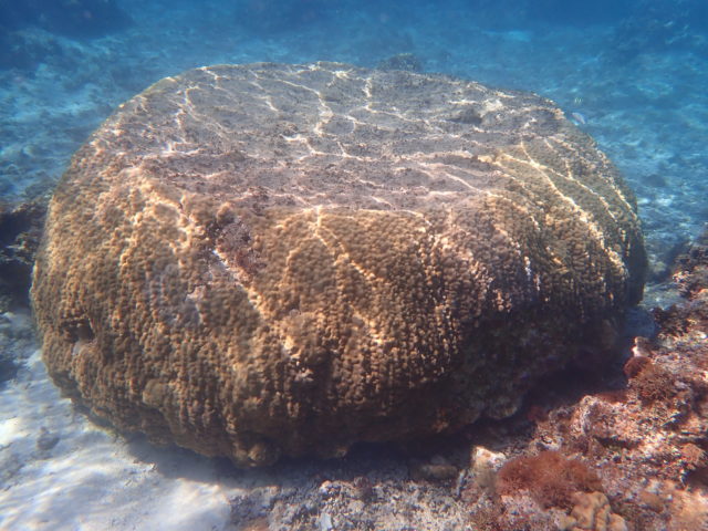サンゴの種類 宮古島 Adventure Pipi ピピ