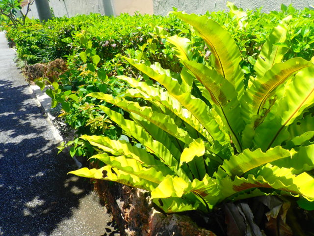 宮古島植物 宮古島 Adventure Pipi ピピ