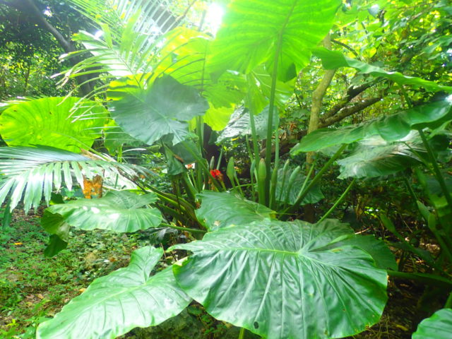 宮古島植物 宮古島 Adventure Pipi ピピ