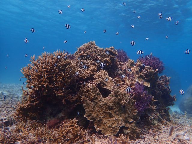 宮古島魚 宮古島 Adventure Pipi ピピ