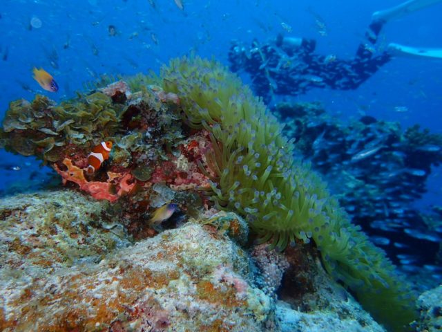 海の生き物