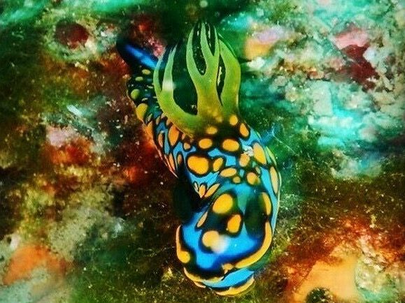 류구우우미우시