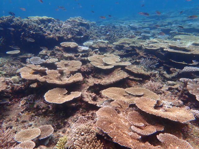 宮古島の八重干瀬に広がるテーブル状のサンゴ礁
