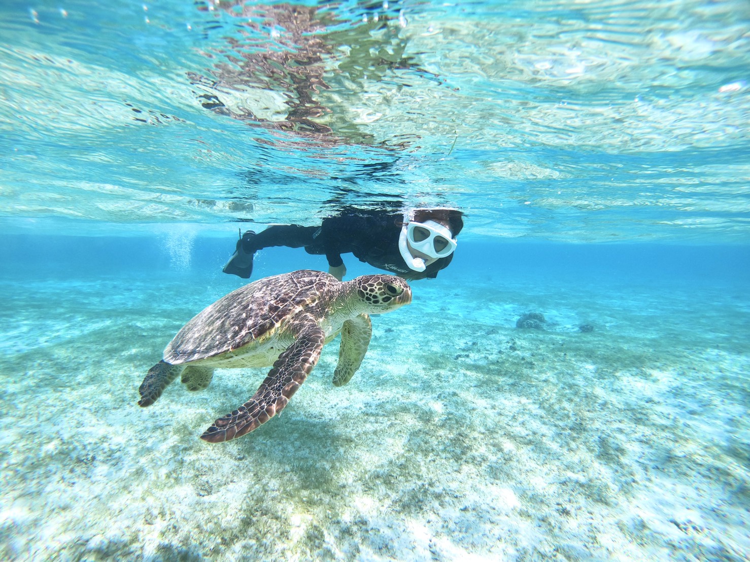 半日 世界有数の遭遇率 宮古島ウミガメシュノーケリングツアー 宮古島 Adventure Pipi ピピ