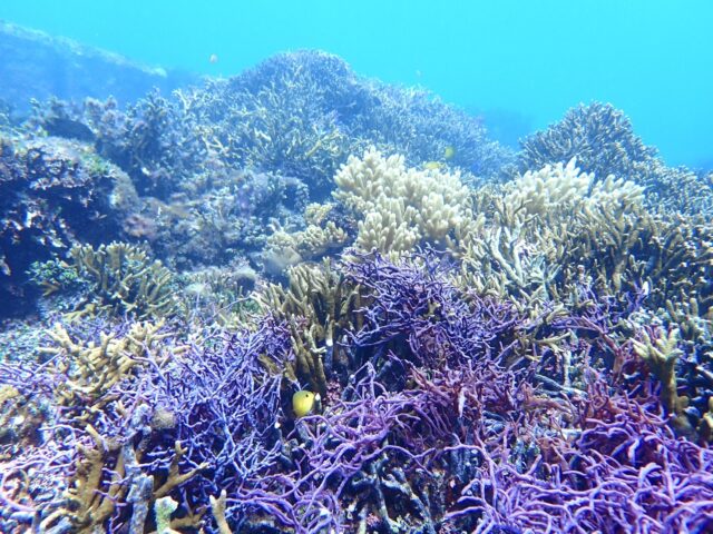 宮古島　サンゴ礁