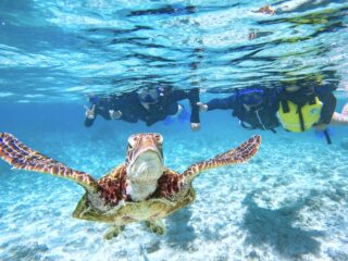 【半日】世界有数の遭遇率！宮古島ウミガメシュノーケリングツアー