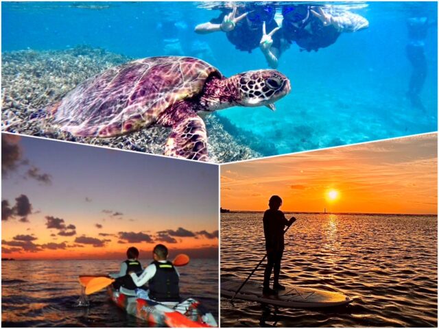 サンライズ ウミガメシュノーケリング