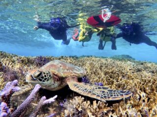 【半日】世界有数の遭遇率！宮古島ウミガメシュノーケリングツアー