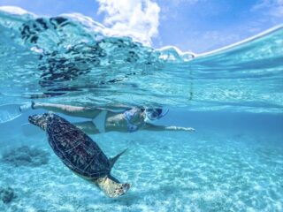 【半日】世界有数の遭遇率！宮古島ウミガメシュノーケリングツアー