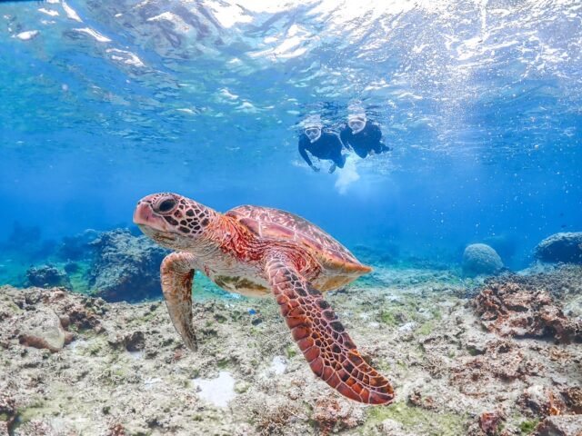 ウミガメ　シュノーケリング