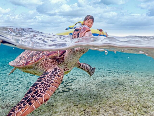 ウミガメ　シュノーケリング
