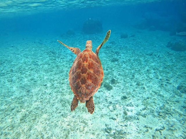 ウミガメ