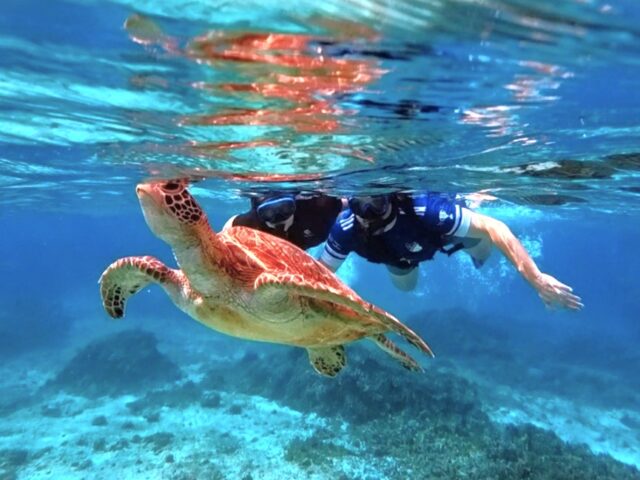 Sea turtle Schno.