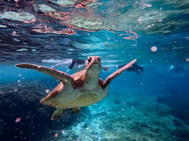 바다거북 스노클링