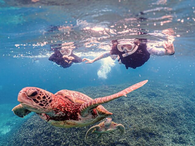 海龟浮潜之旅