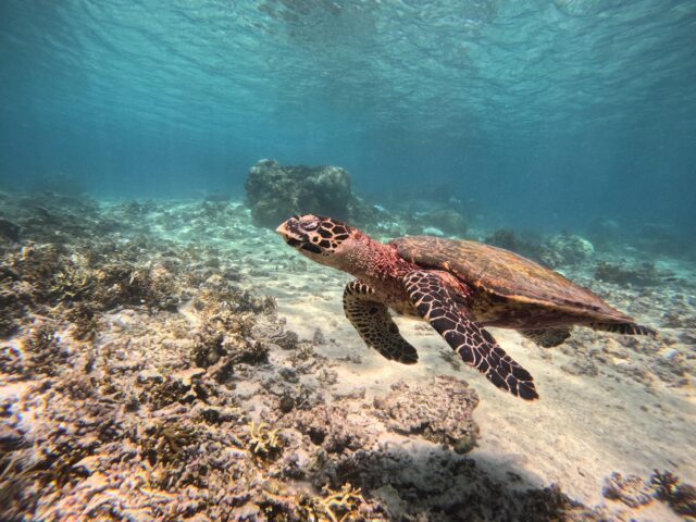海龜、玳瑁、玳瑁海龜、玳瑁海龜