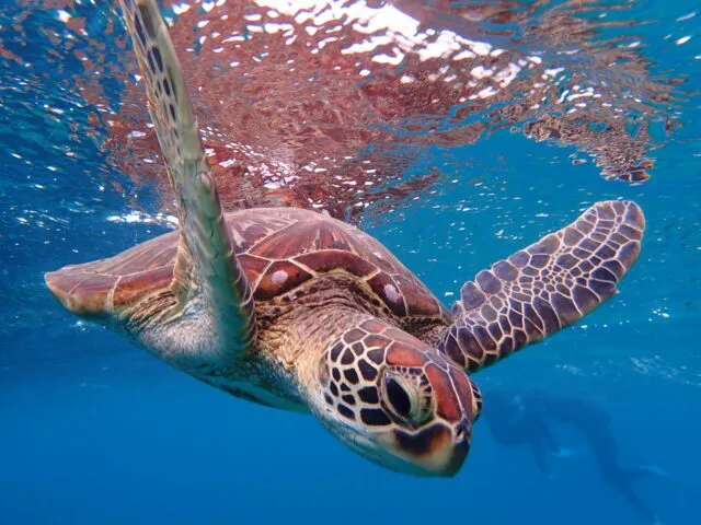 宫古岛海龟浮潜