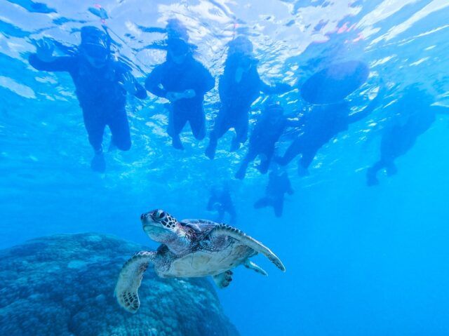 미야코지마 바다거북 스노클링
