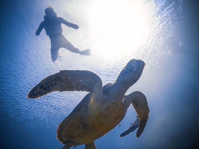 海龜浮潛