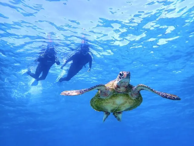 宫古岛海龟浮潜