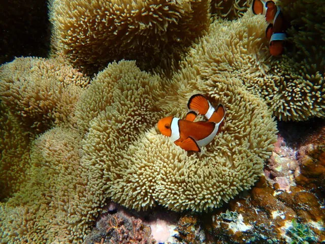 海葵和小丑鱼