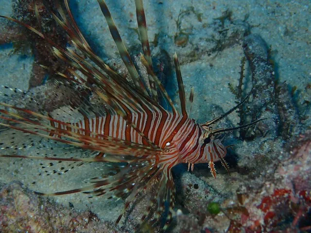 微型蝎子鱼的图像