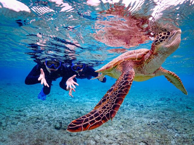 ウミガメ　シュノーケリング