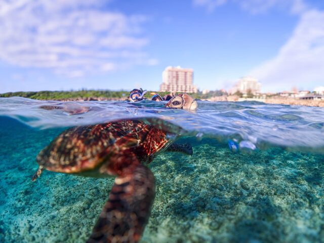 海龜浮潛