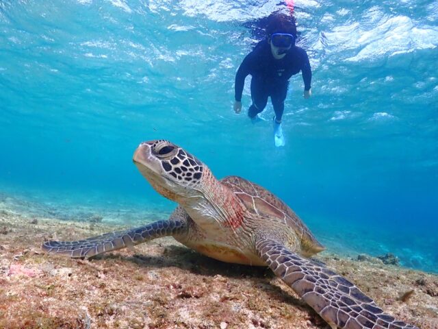 Sea turtle snorkeling