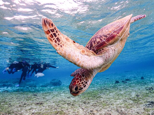 海龜浮潛