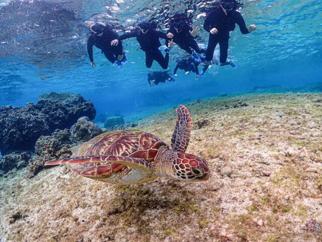 ウミガメシュノーケリング