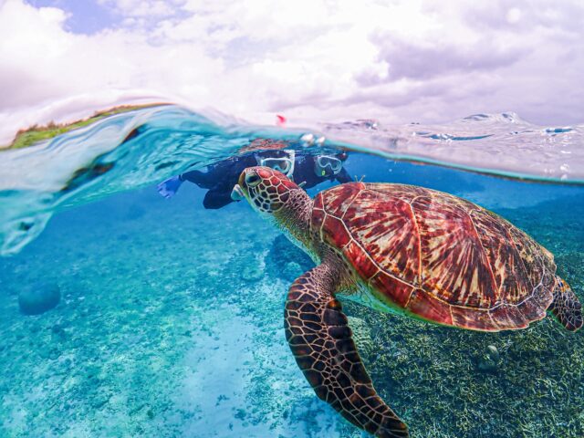 海龜浮潛