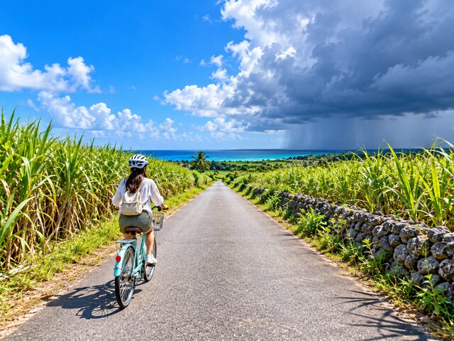 宮古島のサトウキビ畑の道を自転車で走る旅行者